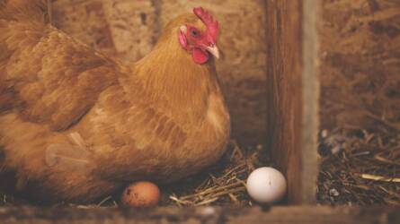 Nem tojnak a tyúkok? Nézzük a tollakat!