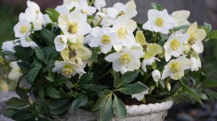Fehér virágok a fagyban: miért különleges a karácsonyi rózsa?