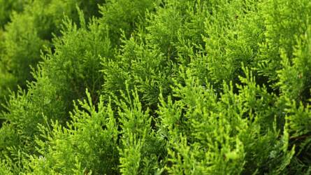 Miért kell télen is öntözni a kertben a növényeket?