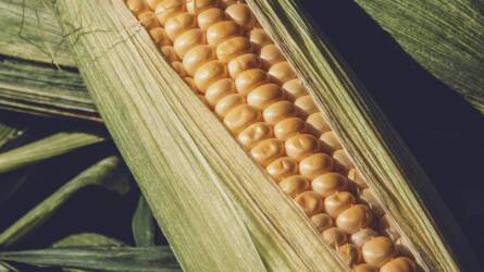 Új megoldás a toxinos kukorica hasznosítására