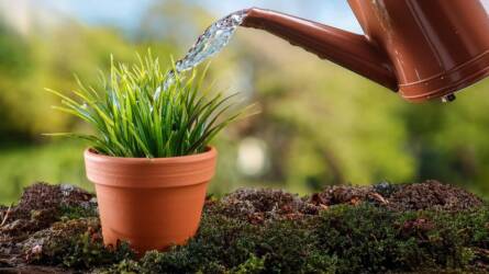 Ezért rossz ötlet desztillált vízzel locsolni a szobanövényeinket