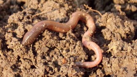 Biogazdálkodás mellett tényleg nem lesz több humusz a talajban?