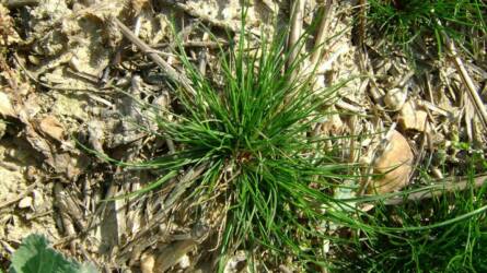 Ha ez a gyom megjelenik, nagyon nehéz megszabadulni tőle