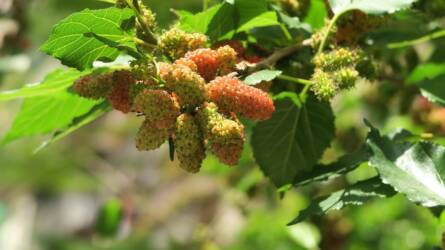 Mi a különbség a fekete és a fehér eperfa között?