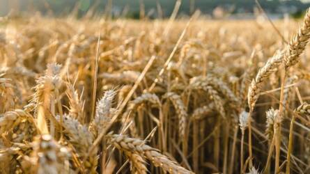 Elborzasztó régészeti leletek kerültek elő egy verebélyi búzatábla alól, a kutatók sem értik