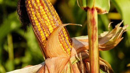 Sokan váltottak kalászosokra kukorica helyett, nagy baj lehet belőle jövőre