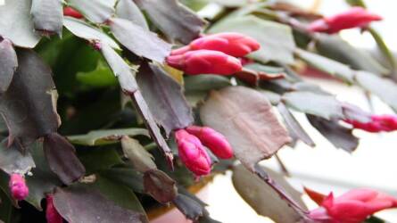 Karácsonyi növénytrendek biztonságosan: szobanövény gyerek és állat mellé