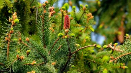Ezért fontosabbak télen az örökzöldek, mint hinnénk
