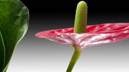 Anthurium félárnyékban: meddig bírja valójában a sötétebb helyet a flamingóvirág?