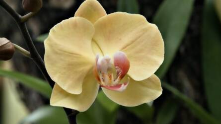 Mit tegyünk a kilógó orchidea léggyökerekkel?