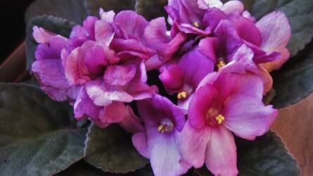 Miért halnak el a fokföldi ibolya alsó levelei?