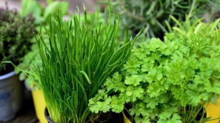 Konténerkertészet: így termesszünk beltérben!