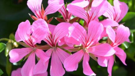 Mit kezdjünk a teleltetett muskátlival, leanderrel januárban?