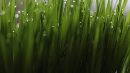 Rejtélyes zöld üzenet: mit mutat a lucabúza?