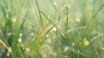 Hó alatt támadó gomba: ezért barnul a gyep