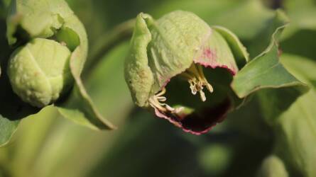Ne cipelje be őket! 6 növény, amit kint hagyhat egész télen