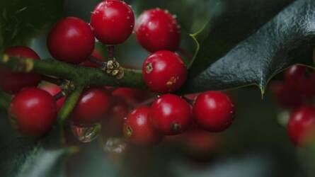 Szúrós levelek, piros bogyók, erős karakter
