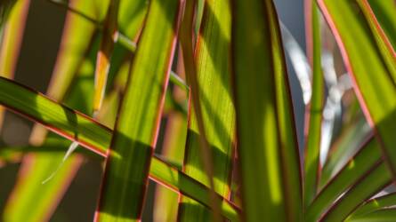 Sárgul a sárkányfa? Eláruljuk, mi bántja