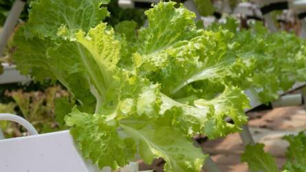 Évek óta rosszul kezeljük az öntözővizet? Amit eddig nem mondtak el a peroxidról