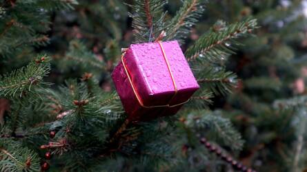 Karácsonyfa ápolása vágott és földlabdás formában – így marad friss, tartós és egészséges az ünnepek alatt