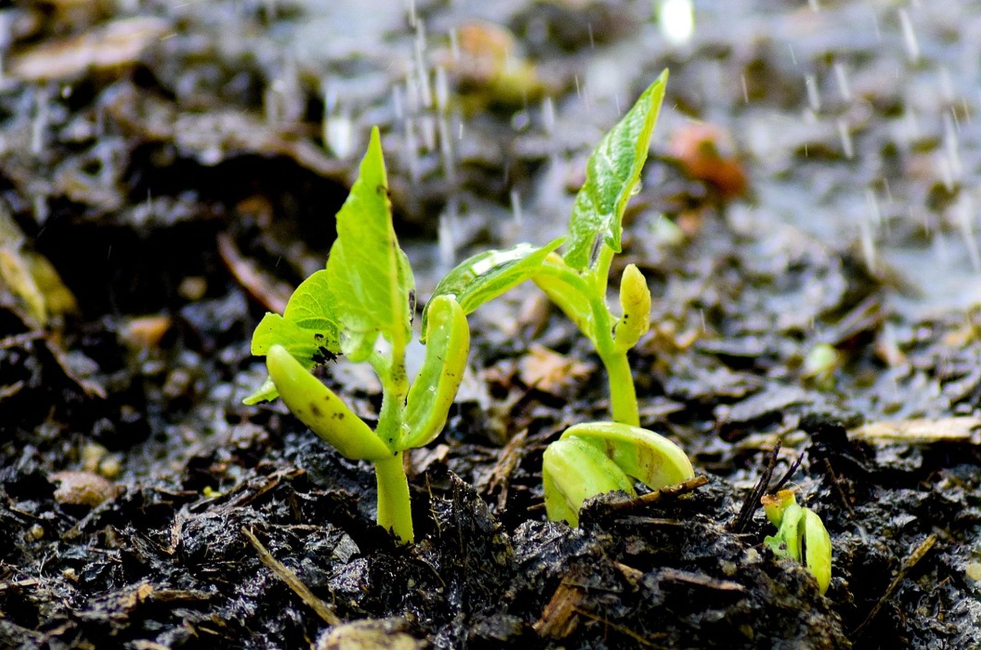 A legtöbb növény nem a szárazságtól, hanem a pangó víztől szenved