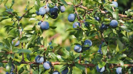 15 téli madárbarát növény – így segítse a kert szárnyas lakóit a hideg hónapokban!