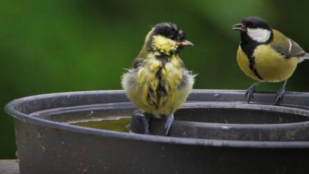 Madáritató használata fagyban – hogyan segítsünk a madaraknak télen?