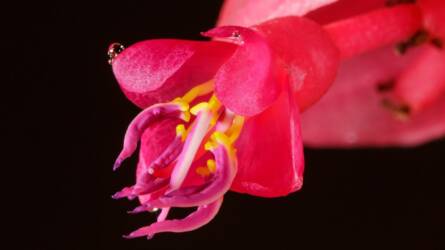 Medinilla megmentése: amikor minden perc számít