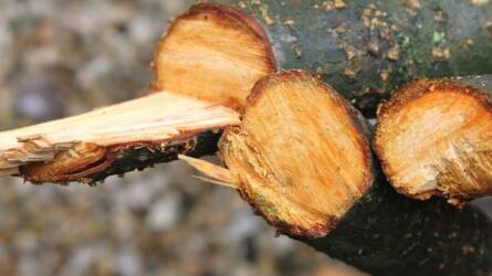 Hogyan kezeljük a gyümölcsfák sebeit metszés után?