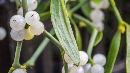 Karácsonyi csók, beteg fák: mi a kapcsolat?