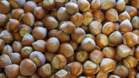 Mitől penészedik és hullik le a mogyoró termése még zölden?