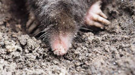 Ne várjunk tavaszig – a vakond most is aktív!