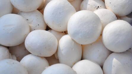 Innovatív anyagkörforgás kidolgozása a gombatermesztésben