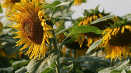 A napraforgónak előbb csak a fele kelt ki, mégis csúcstermésnek örülhetett egy gazda
