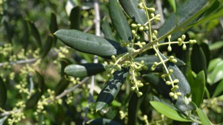 Nem akármi termett egy váratlan termőhelyen, az íze is fantasztikus