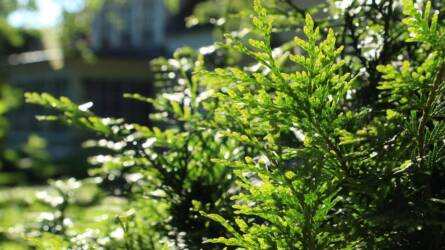 Téli kert látványtervezése tavaszra – hogyan készüljön előre a megújulás évszakára?