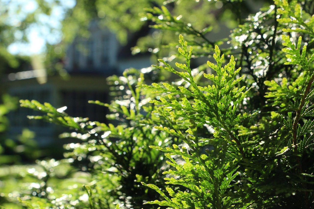 A tavaszi ültetéshez már télen kiválaszthatók az örökzöldek, díszfák, nagyobb cserjék