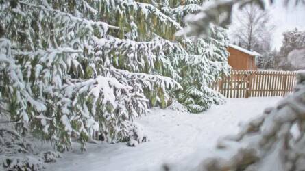 Örökzöldek szerepe a téli kertben – miért nélkülözhetetlenek?