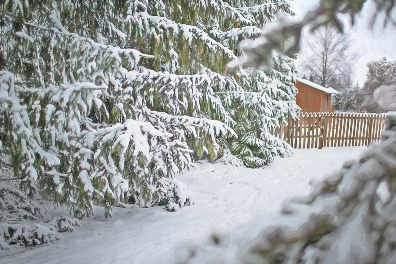 Az örökzöldek sűrű lombjai menedéket nyújtanak a madaraknak
