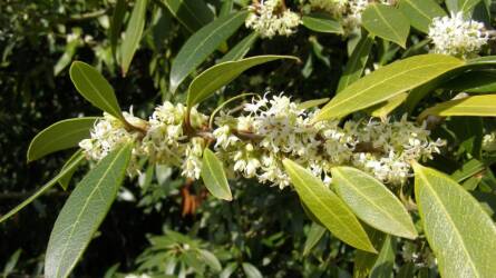 Osmanthus: illatos örökzöld a késő őszi kertben