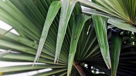 A télálló pálmák tényleg kibírják a fagyot a kertben?