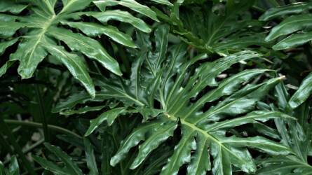 Szobanövények a téli depresszió ellen – zöld recept a léleknek