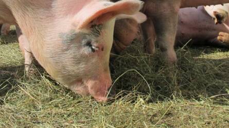 Mérleg nincs? A sertés súlya akkor is kiszámolható