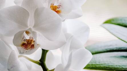 Téli orchideagondozás: miért marad el a virágzás, ha minden rendben?