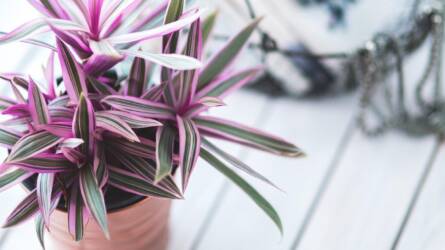 Penészes virágföld – miért alakul ki, és mit kezdhetünk vele?