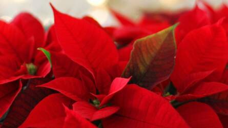 Mikulásvirág helyett bombabiztos téli társak: ezekkel nem lőhetünk mellé!