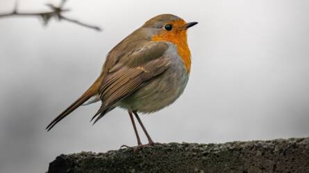 Életmentő a madaraknak: így tartsuk jégmentesen az itatót télen!