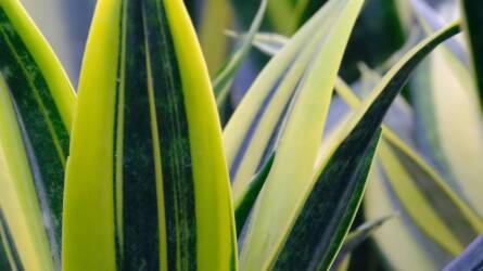 8 növény, ami a legsötétebb szobában is pompázik