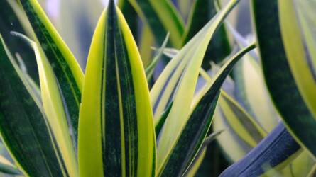 Mit tehetünk, ha sárgul az anyósnyelv (Sansevieria)?