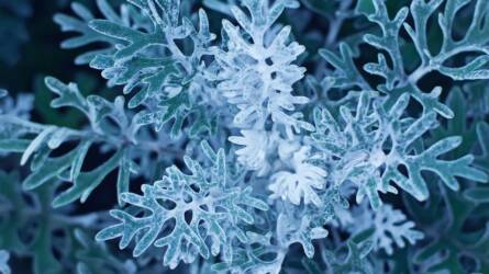 Fagy nélkül nincs tavasz, legalábbis nekik: a hidegcsírázók nagy titka